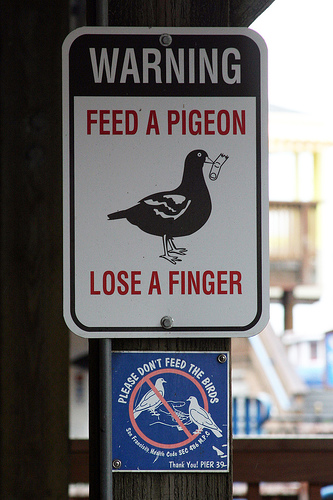 Pigeon algorithm change